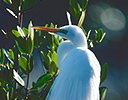 Great Egret Venice, Florida