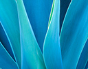 Agave