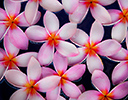 Plumeria tropical flower