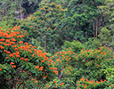 Tulip trees on Road to Hana, Maui Hawaii