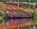 Azeleas in reflection Middleton Place, South Carolina