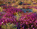 Dune verbena Anza-Borrego Desert State Park, CA